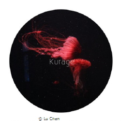 Red jellyfish by Lu Chen 